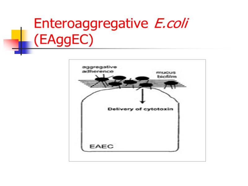 Enteroaggregative E.coli (EAggEC)